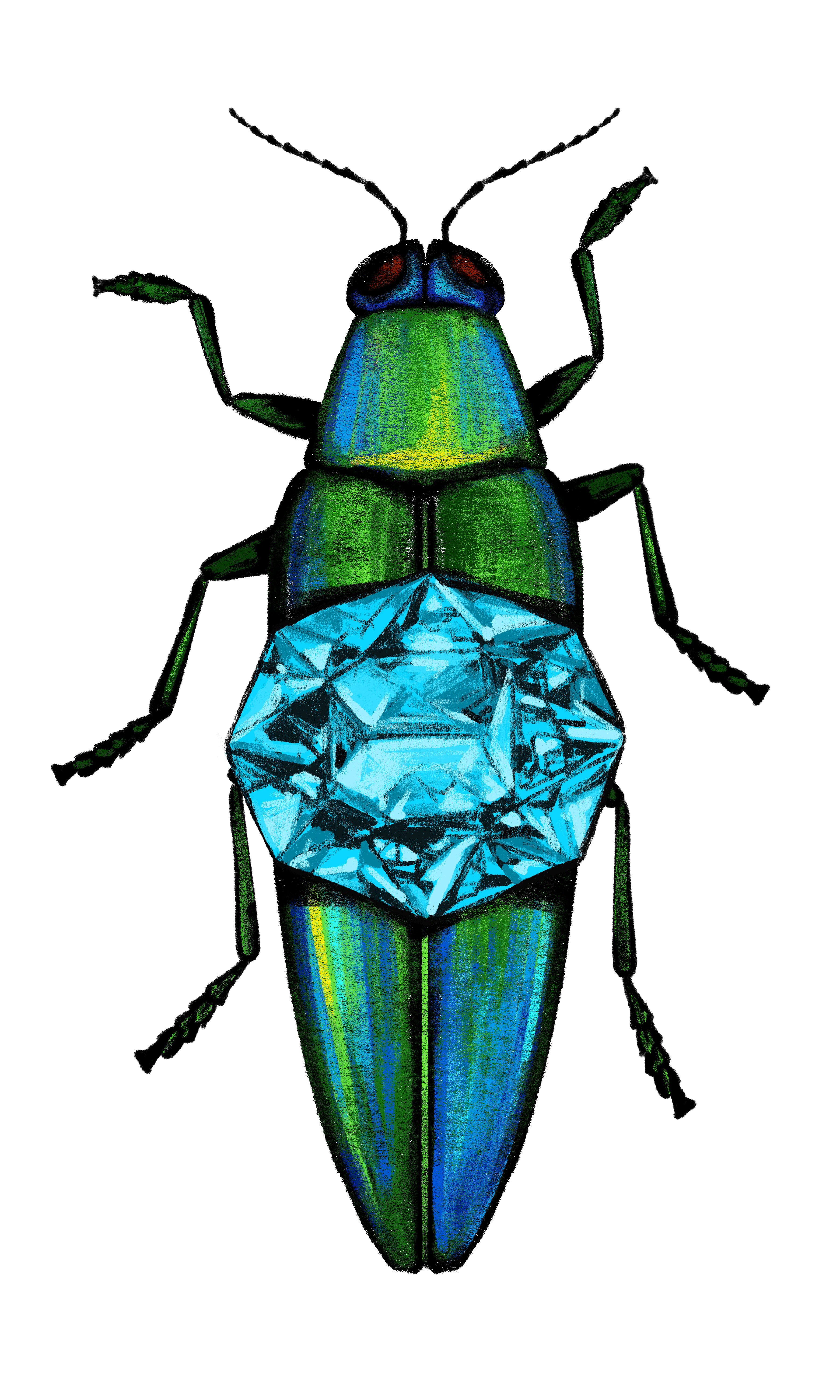 Jewel beetle Convergent ladybug